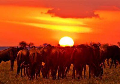 Budget Balloon Safari Tours Maasai Mara